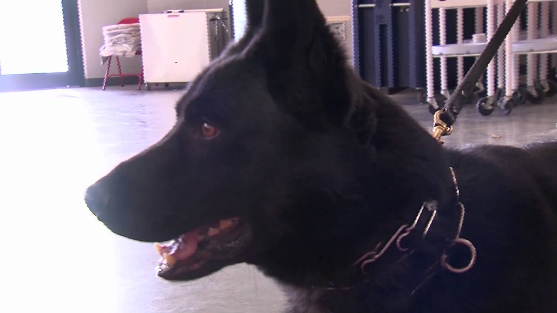 UAPD Uses Canines to Protect Campus