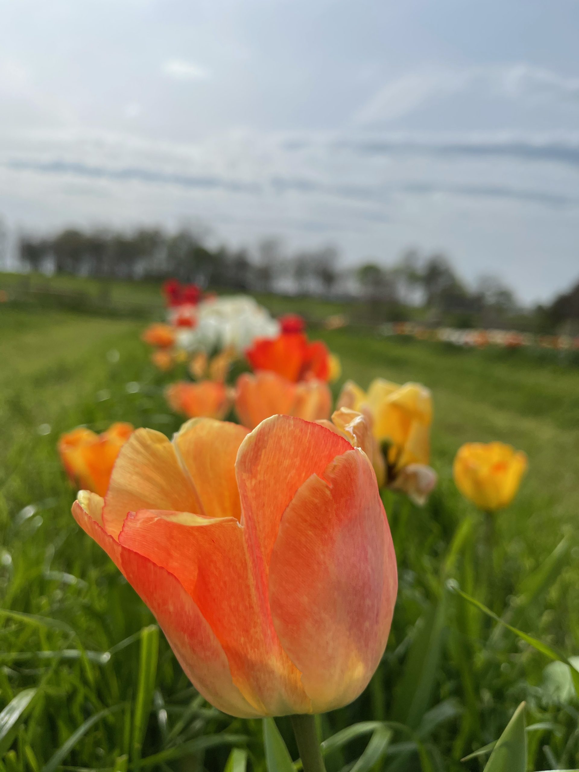 True Colors Tulip Farm