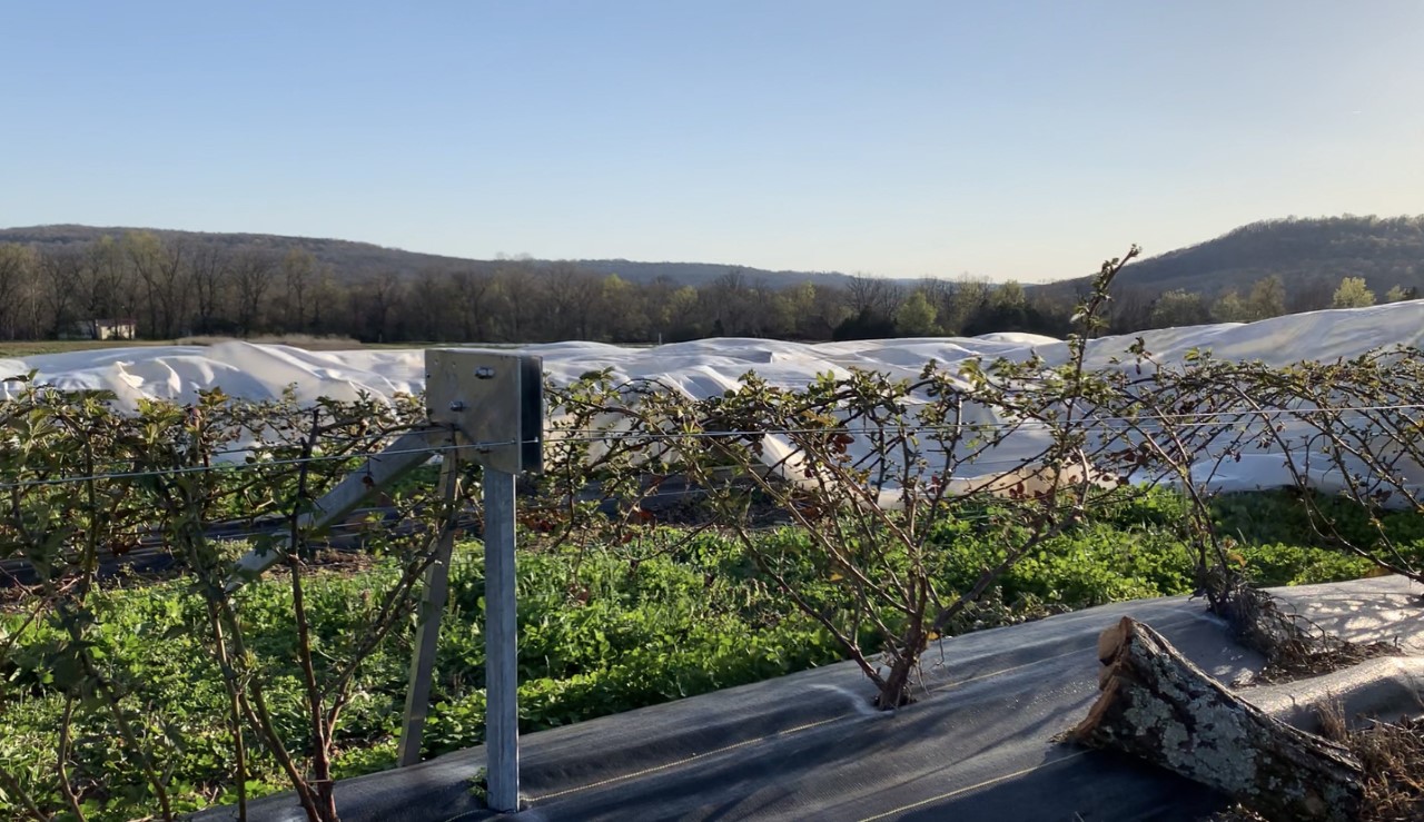 Fayetteville fruit growers deal with freezing weather