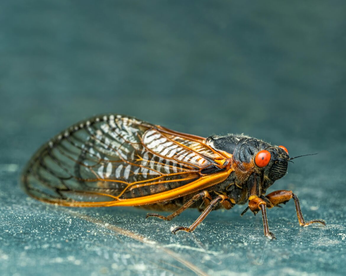 Large cicada population projected to emerge this spring