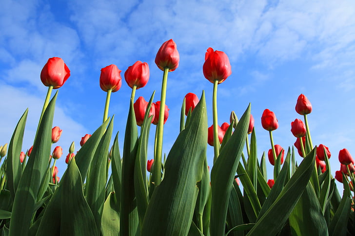 Tulip farm raises money for neurodivergent adults