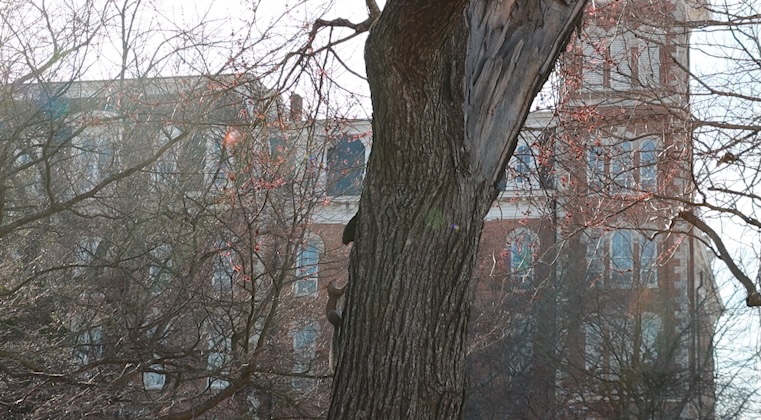Name a Squirrel of Old Main Lawn fundraiser returns for a second year