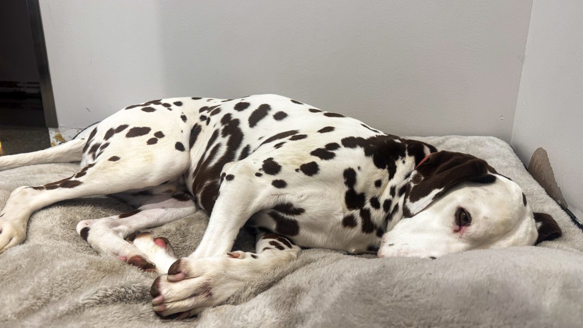 Dalmatians are teaching local schools fire safety