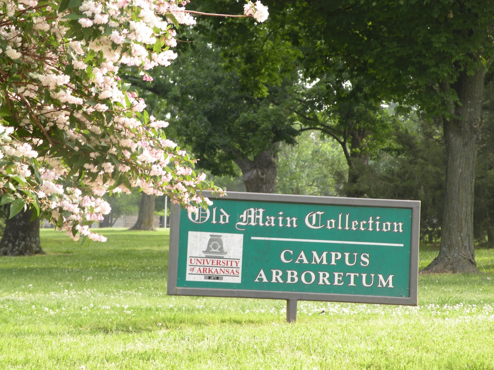 Old Main Arboretum in Potential Danger