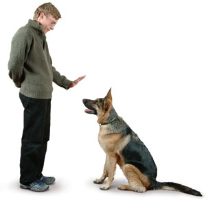 dog-training