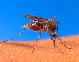 First West Nile Death In Arkansas